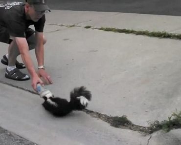Driver Rescues Skunk With Head Caught In Plastic Cup