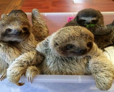 These Baby Sloths Have Full-On Conversation That Could Brighten Even The Darkest Day