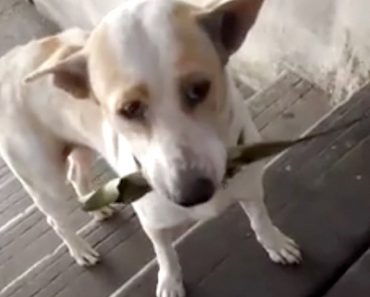 Stray Dog Sweetly Brings Gifts To Show Gratitude To The Woman Who Keeps Feeding Him