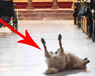 They Were Surprised When A Stray Wandered Into A Packed Church