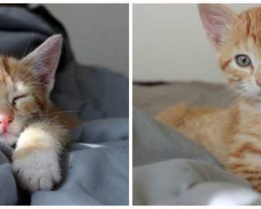 Stray Kitten Found In Bad Condition, His Transformation After Few Hours Of Love Is Remarkable