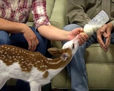 White-Faced Fawn Who Was Abandoned By Mother At Birth Gets Second Chance At Life