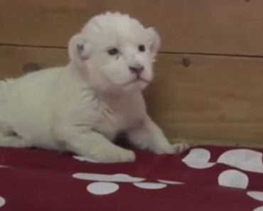 Rare White Lion Cub Tries To Find Her Voice