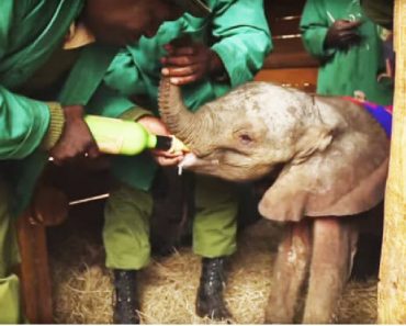 One-Week-Old Baby Elephant Rescued After Being Separated From His Mother