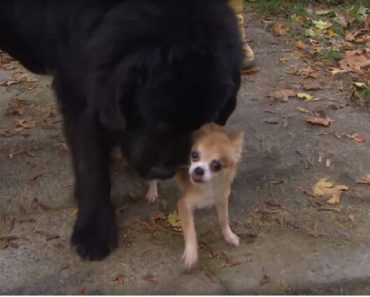 Chihuahua Stops The Kidnapping Of Her Best Friend