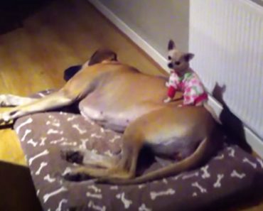 The Reason Why This Chihuahua Kept Disappearing At Night Is Too Cute To Handle