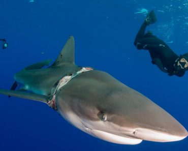 Brave Divers Save Injured Shark: Widlest Animal Rescues