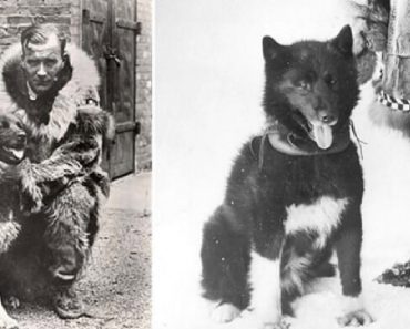 Many Years Ago, This Brave Dog Helped To Save An Entire Town