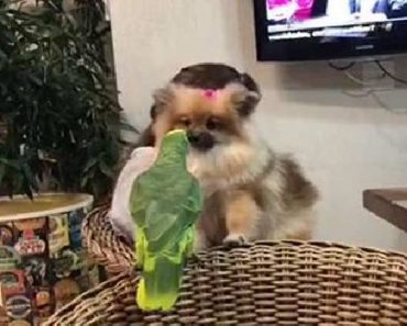 Pomeranian And Parrot Kisses
