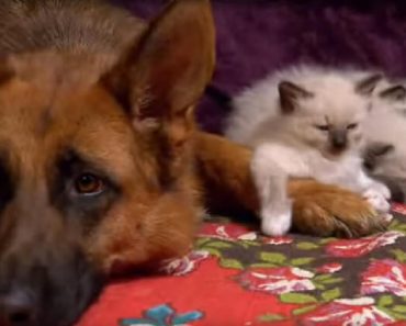 Rag Doll Kittens Adorable First Meeting With Huge Dog