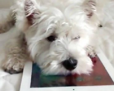 This Westie Is Bored At Home When Her Owner Is Gone.  What She Does Is Adorable And Hilarious!