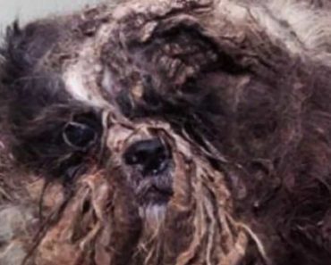 Abandoned Dog Goes Through Amazing Transformation