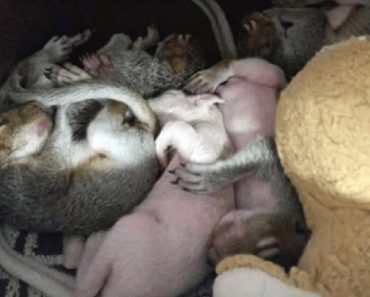Rescuers Save Abandoned Litter Of Squirrels With Special Baby Inside