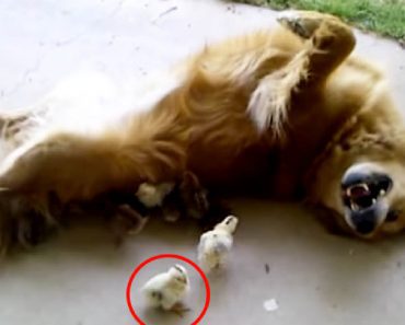 Dog Fell In Love With Ten Baby Chicks That Wandered Into Her Yard Unexpectedly