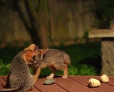 What They Witnessed In Their Backyard Was Incredible, So They Got Out The Camera