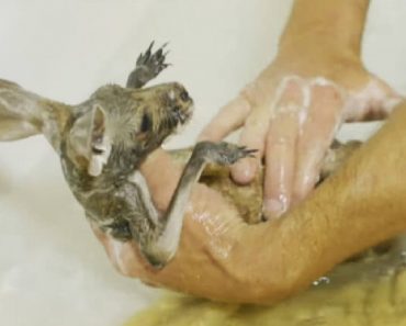Trainer Gives Baby Kangaroo A Bath And She Loves It