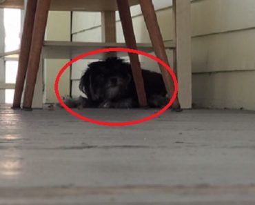 She Found A Stray, Blind Dog Hiding On Her Front Porch.  But Then, A Surprise At The End That Had Me In Tears!