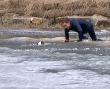 Man Plunges Into Icy River With No Hesitation To Save Bulldog Who Fell Through Ice