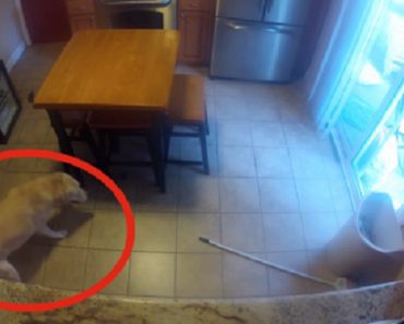 They Set Up A Hidden Camera To Catch Their Yellow Lab In The Act, And What They Saw Left Them Speechless!