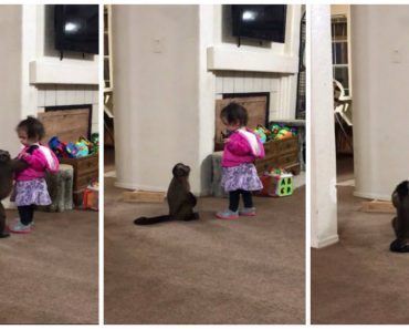 Capuchin Monkey Begs For Hug From Toddler