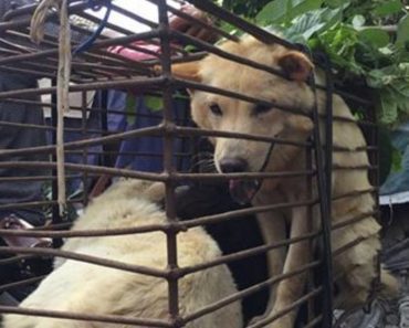 Taiwan Bans Eating Dog And Cat Meat