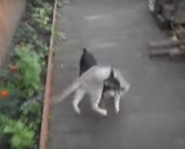 Dog Decides To Carry His Cat All The Way Home