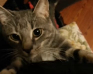 Cat Has The Cutest Way Of Stopping Her Dad From Leaving The House