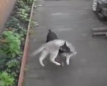 She Couldn’t Catch Her Cat, So She Asks Her Dog For Help. His Method Has Me Cracking Up