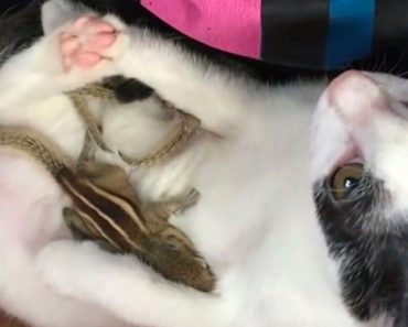 After Rescuing Four Baby Squirrels In Danger, His Cat Stepped Up To Care For Them…