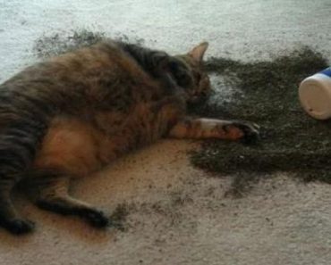 Hilarious Photos Of Cats Who Just Might Have A Catnip Problem…