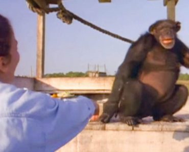 Caretaker Approaches Chimpanzees She Worked With 18 Years Ago, Didn’t Expect This Kind Of Reunion…