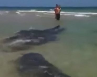 Group Of Beach Goers Treated To Rare Visit And It’s All Caught On Viral Video