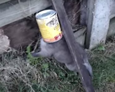 Baby Fox Rescued With Head Stuck In Can