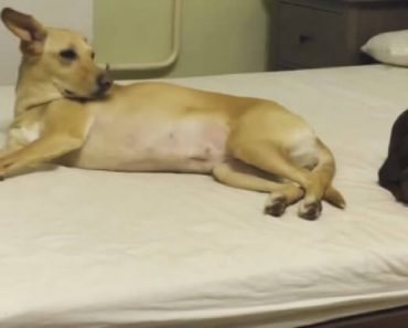 Yellow Labrador Puppy And Dachshund Fight Over Space In Their Owner’s Bed