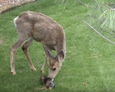 Man Captures Footage Of Deer Giving Birth In His Backyard