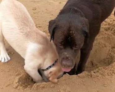 Dog Teaches Puppy How To Dig