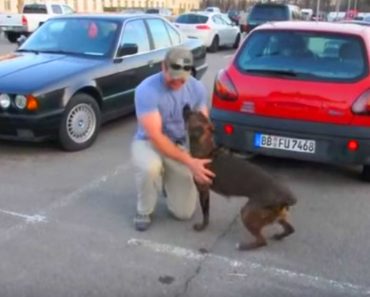 Dog Loses Control When Reunited With His Soldier Best Friend