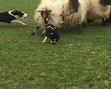 Brave Sheep Dogs First Day On Job