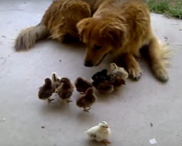Dog Fell In Love With Ten Baby Chicks That Wandered Into Her Yard Unexpectedly…