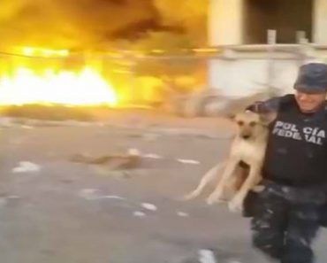 Brave Police Officer Rescues Dog From A Raging Fire