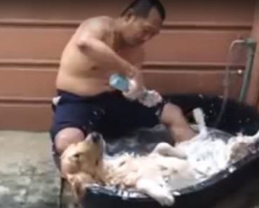 You Have Never Seen A Dog Enjoy A Bath As Much As This Golden Retriever