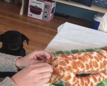 Dog Patiently Waits For Beloved Toy To Be Repaired