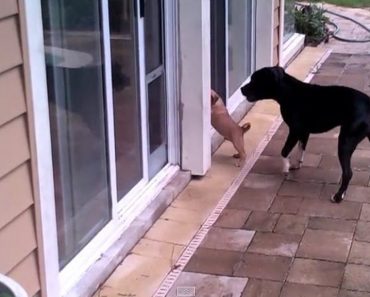 Dog Teaches Puppy To Use Doggy Door
