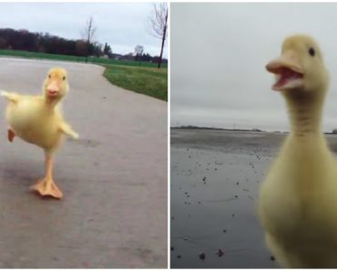 He Goes For Daily Run With His Duckling And The Footage Will Make You Smile