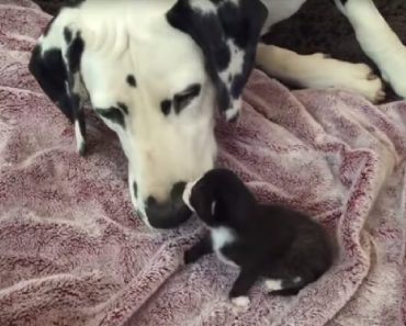 Dalmatian Adopts Foster Cat And Kitten As His Own