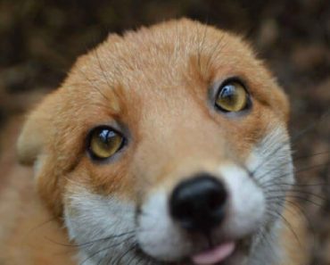 Rescued Baby Fox Is Too Tame To Be Returned To The Wild