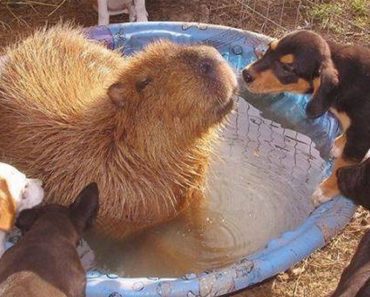 Capybara Is Introduced To Other Animals At Sanctuary, They Instantly Fall In Love With Her…