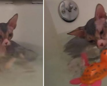 Furless Cat Has His First Bath And It Is Adorable