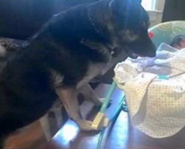 Dog Meets Newborn Baby, Becomes Her Guardian Angel