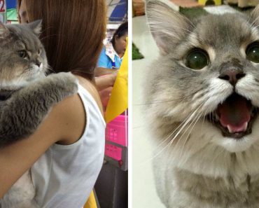 Meet The Gigantic Fluffly Cat From Thailand Who Poses For Photos With All His Fans